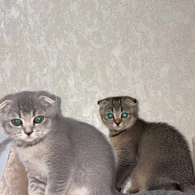 PIŞIK