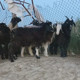 Çebiş