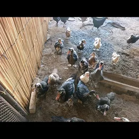 Induwatga