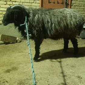 1 yaşa yetmedik koçkar