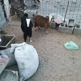 cewiş