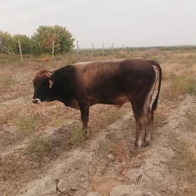 Ökuz