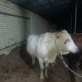 татар сментал