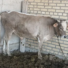 ÖKÜZ yeri MÄNE