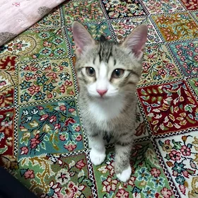 котик