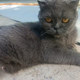 отдам в добрые руки кошку 4 го