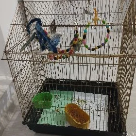 Popugaý guş