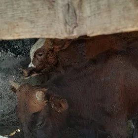 sagymçy gerek sroçna