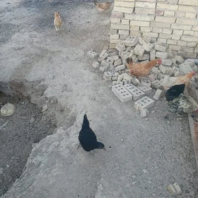 towuklar