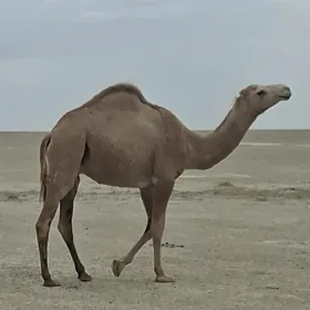 düye