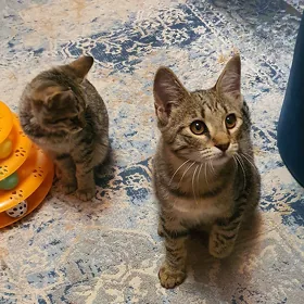 Котёнок  мечтает о доме 1