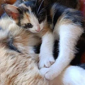 котенок