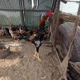 baysow