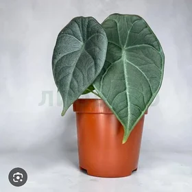 клубни и детки алоказий