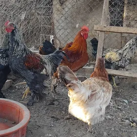 Towuklar