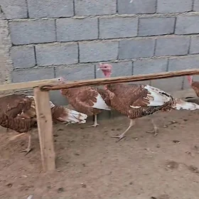 OWGAN GYZYL INDUK