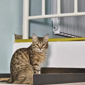 отдам кошку в добрые руки