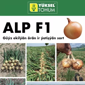 Gok Onum Tohum