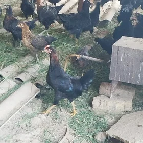 Yetisen gara towuklar