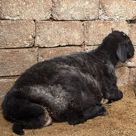 Garaköl işşek