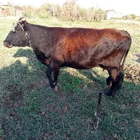 sygyr
