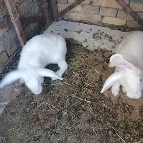 продаётся кролики смешанные