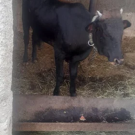 öküz