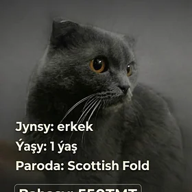 SCOTTİSH FOLD 🐾