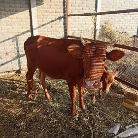 Göleli sygyr