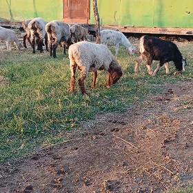 Goýunlar