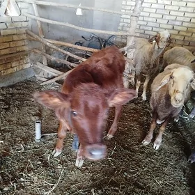 Gòleli sygyr