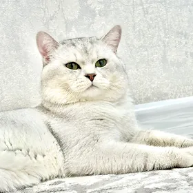 кот
