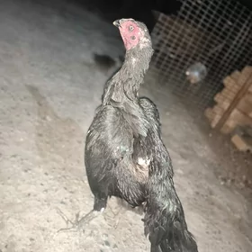 baysow mäki