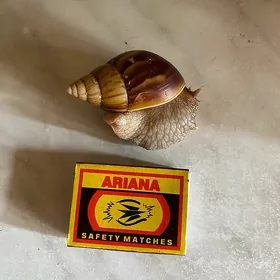 улитки ахатины