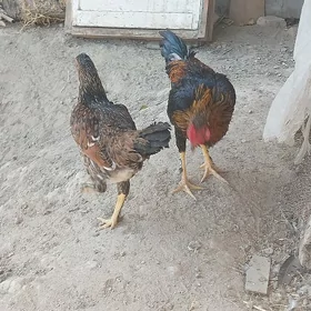bayso gatys karlik