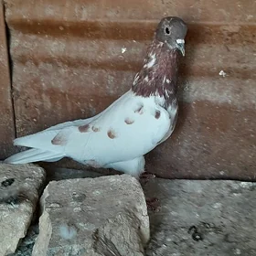 kepderi