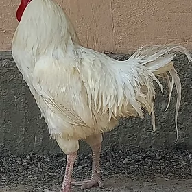 AK GIGANT TOHUM HORAZ