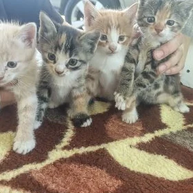 Досашнии 🐱 котята
