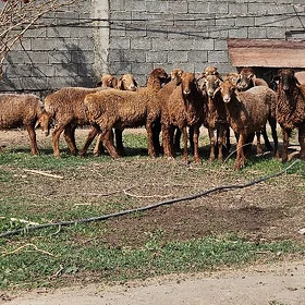 Gisar Goçlar