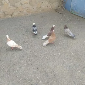 kepderi