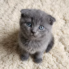 🐱 РАСПРОДАЖА ШОТЛАНДСКИХ КОТЯТ ПО НИЗКИМ ЦЕНАМ! 🐱✨