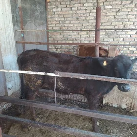 Tuwe