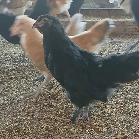 Balakly et towuk jüýjeler