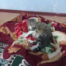 животныйвеслоухий кошка