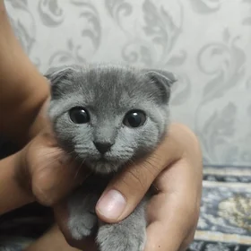 шатлански кошка Şatlanski pisk