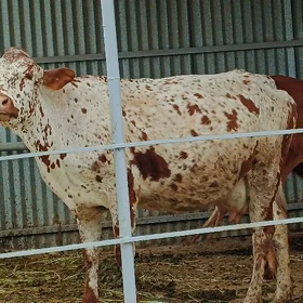 Golleli Sygyr