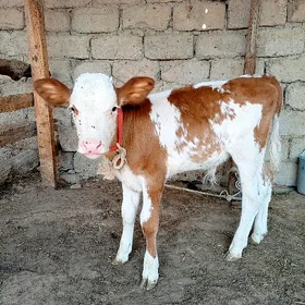 SİMMENTAL ÔKZÇE