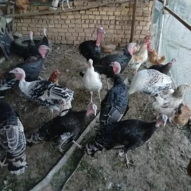 INDÝUK