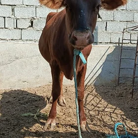 Sygyr tüwe