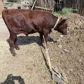 Öküz
